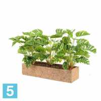 Куст Монстеры искусственный Alseed, h-35 см. в кокосовом боксе, латекс, 50*10*10