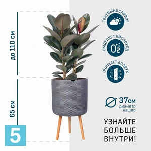Фикус Эластика Робуста в дымчато-сером кашпо IDEALIST на ножках, общая высота 175