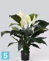 Искусственный цветок в горшке Спатифиллум 5 цветков (75 см) в #REGION_NAME_DECLINE_PP#