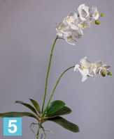 Искусственный цветок для декора Орхидея Фаленопсис белая куст с корнями TREEZ Collection