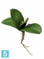 Орхидея Фаленопсис искусственная 21h (5 листьев с малыми корнями) в #REGION_NAME_DECLINE_PP#