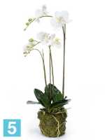 Орхидея фаленопсис белая с землёй и мхом искусственная h-70 см в #REGION_NAME_DECLINE_PP#