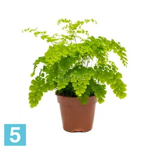 Адиантум Фрагранс 9
