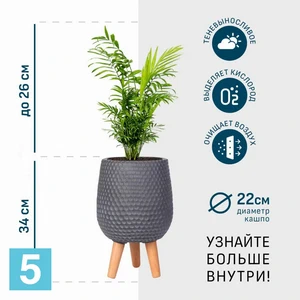 Хамедорея в дымчато-сером кашпо IDEALIST на ножках, общая высота 60