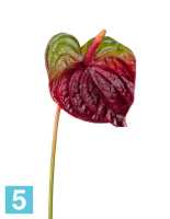 Искусственный цветок для декора Антуриум бордово-зеленый TREEZ Collection в #REGION_NAME_DECLINE_PP#
