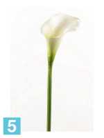 Искусственный цветок для декора Калла 9dx70h белая в Москве