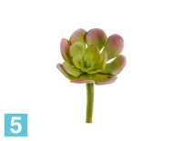 Мини-суккулент Эониум искусственный Декорум светло-зелено-розовый TREEZ Collection в #REGION_NAME_DECLINE_PP#