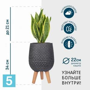 Сансевиерия Лауренти в черном кашпо IDEALIST на ножках, общая высота 55