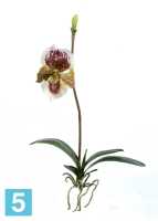 Композиция из искусственных цветов Орхидея Венерин Башмачок бургундия, белый/лайм с листьями и корнями TREEZ Collection