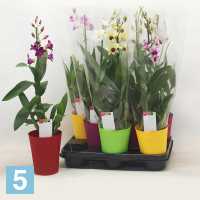 Дендробиум Санок (орхидея) Микс 1 ствол 12