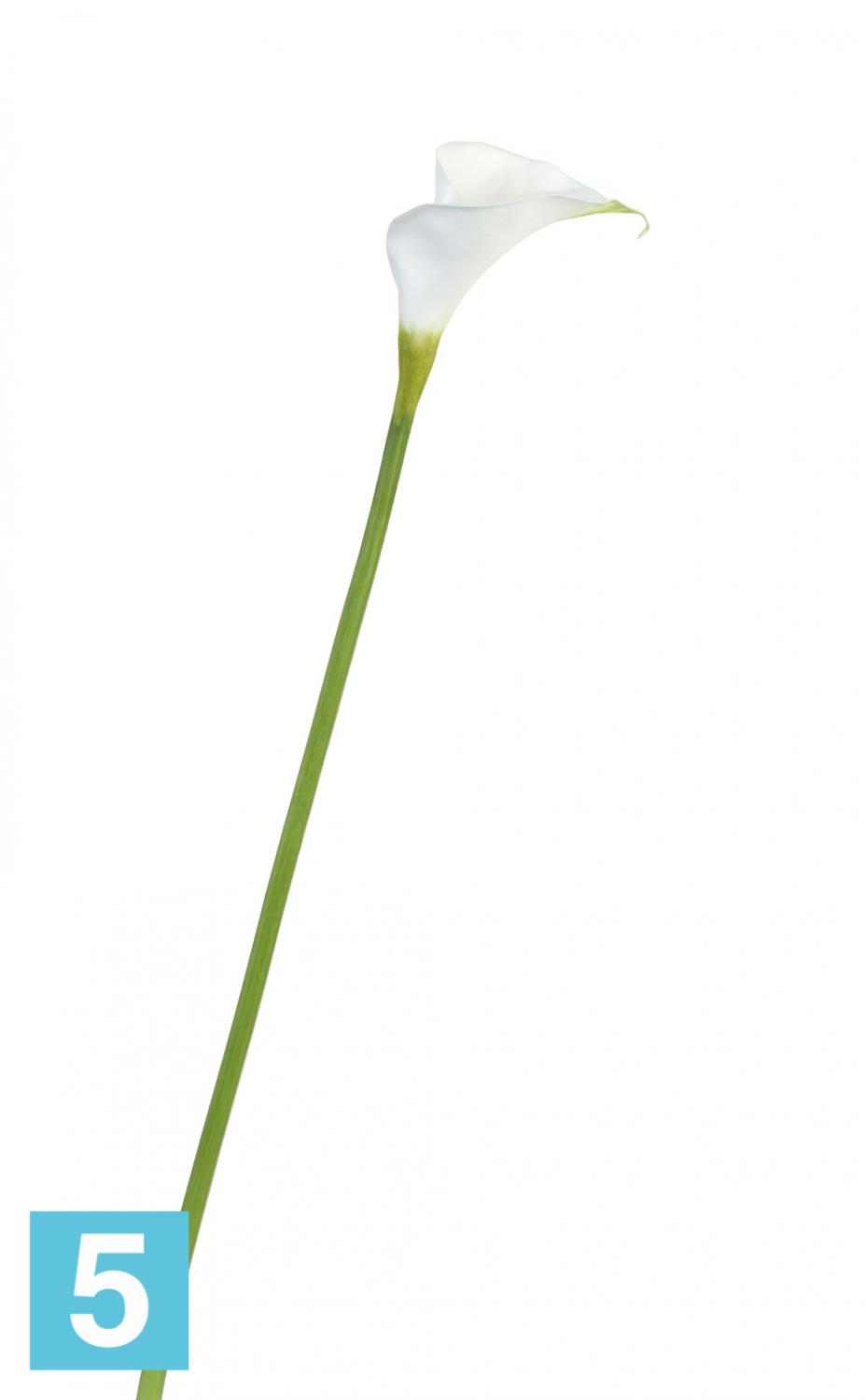 Цветы - белокрыльник (white calla lily). Стебель каллы. Арум лилия. Каллы на прозрачном фоне. Стебель каллы каллы стебель.