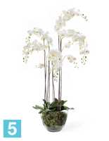 Композиция из искусственных цветов Орхидея Фаленопсис белая с мхом, корнями, землей 150h TREEZ Collection