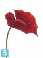 Искусственный цветок для декора Антуриум 13dx78h красный (срезка) в #REGION_NAME_DECLINE_PP#
