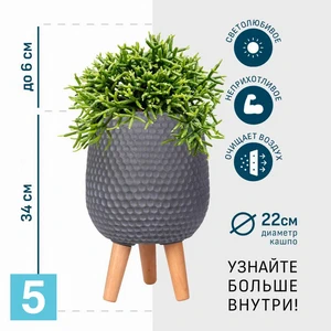 Рипсалис в дымчато-сером кашпо IDEALIST на ножках, общая высота 40