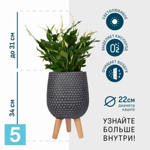 Спатифиллум в черном кашпо IDEALIST на ножках, общая высота 65