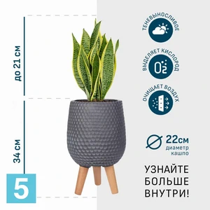 Сансевиерия Лауренти в дымчато-сером кашпо IDEALIST на ножках, общая высота 55