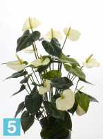 Искусственный цветок для декора Антуриум цветок 13dx80h белый (куст 13 цветков без кашпо) в #REGION_NAME_DECLINE_PP#