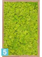 Картина из искусственного мха бамбук 100% олений мох (весенний зеленый) l-60 w-40 h-6 см в Москве