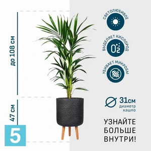 Ховея в черном кашпо IDEALIST на ножках, общая высота 155