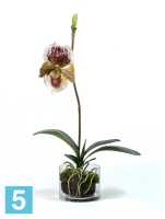 Композиция из искусственных цветов Орхидея Венерин Башмачок бургундия, белый/лайм в стекле с мхом, корнями, землей TREEZ Collection