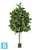 Фикус искусственный TREEZ Collection Эластика зеленый 210h