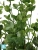 Искусственный Эвкалипт TREEZ Collection зеленый куст 13h