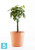 Кашпо с автополивом Ecopots Amsterdam, терракотовое 30-d, 26-h Кашпо с автополивом Ecopots Amsterdam, терракотовое 30-d, 26-h
