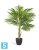 Пальма искусственная TREEZ Collection Арека Бетель 110h