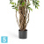 Фикус Френч искусственный TREEZ Collection Лиана Де Люкс 210h