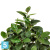 Фикус искусственный TREEZ Collection Эластика зеленый 180h