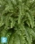 Искусственный Папоротник Бостон Новый Гигант свисающий TREEZ Collection 150-h
