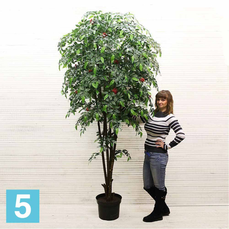 Рябина искусственная Alseed