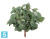 Тини Фиттония искусственная Сноу TREEZ Collection