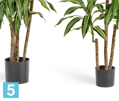 Драцена искусственная TREEZ Collection Джанет Крейг бело-зеленая 150h в #REGION_NAME_DECLINE_PP#