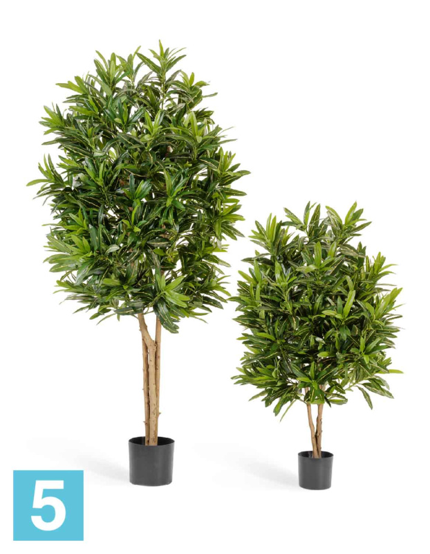 Кротон Голдфингер искусственный TREEZ Collection 105h