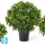 Лавр Топиари Шар уличный искусственный TREEZ Collection 60h