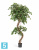 Фикус искусственный TREEZ Collection Бенджамина Коркскрю 180h