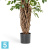 Фикус искусственный TREEZ Collection Бенджамина Лиана Де Люкс 120h