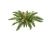 Искусственный Папоротник Бостон Новый натуральный зеленый TREEZ Collection 65-d, 30-h
