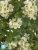 Искусственная Герань ампельная кремовая (UV-фильтр) TREEZ Collection 58h