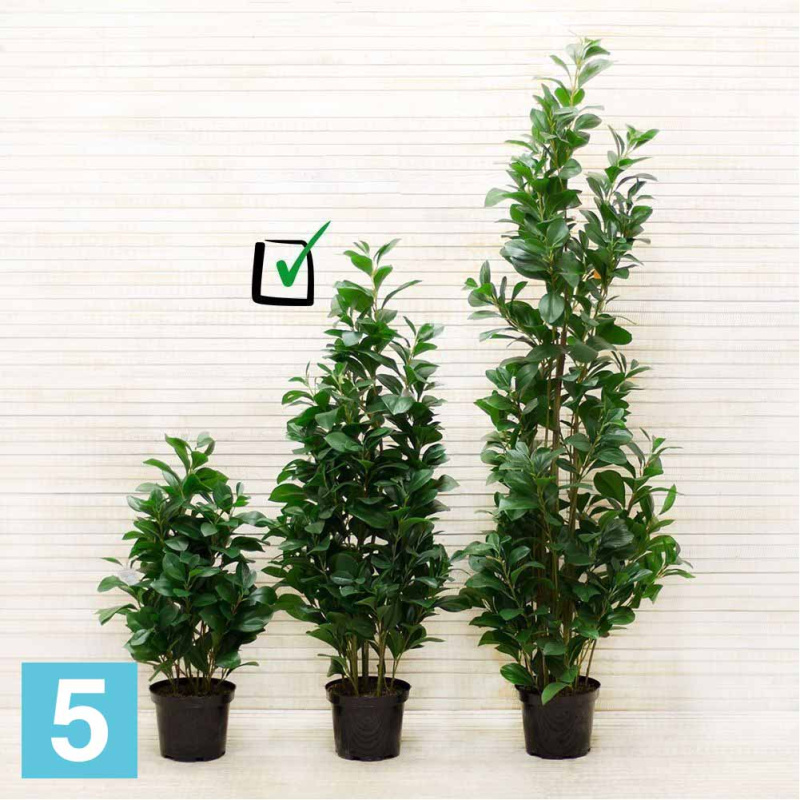 Рускус искусственный Alseed, куст, h-100 см., латекс