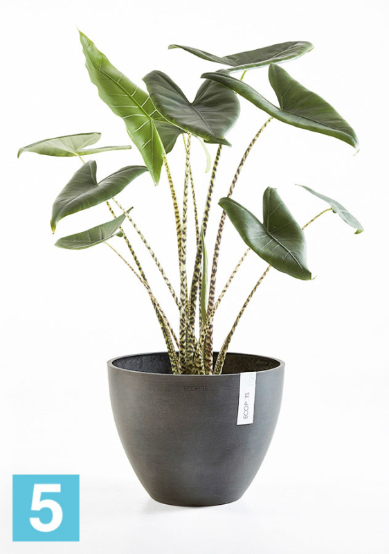 Напольное кашпо Ecopots Antwerp, антрацит 50-d, 40-h
