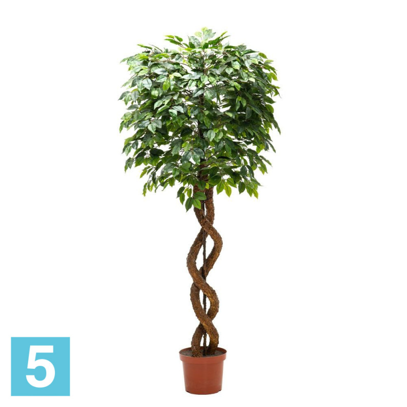 Фикус мелкий искусственный Alseed, латекс, h-180 см.