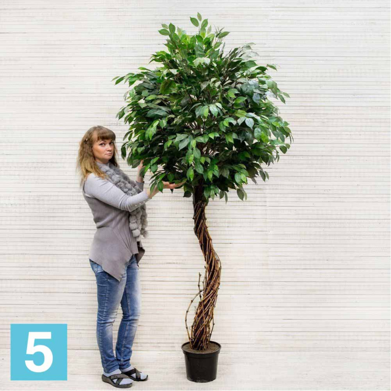 Фикус искусственный Alseed, h-230 см.