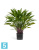 Калатея в горшке искусственная TREEZ Collection 75h