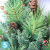 Искусственная елка Royal Christmas с шишками Phoenix, ПВХ + Леска, 150-h