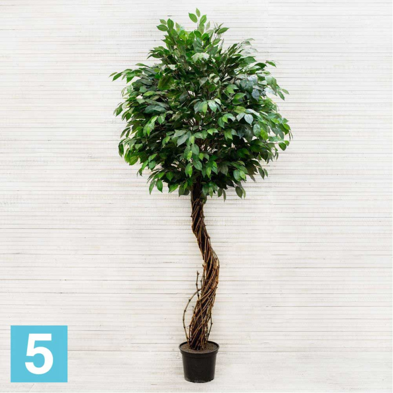 Фикус искусственный Alseed, h-230 см.