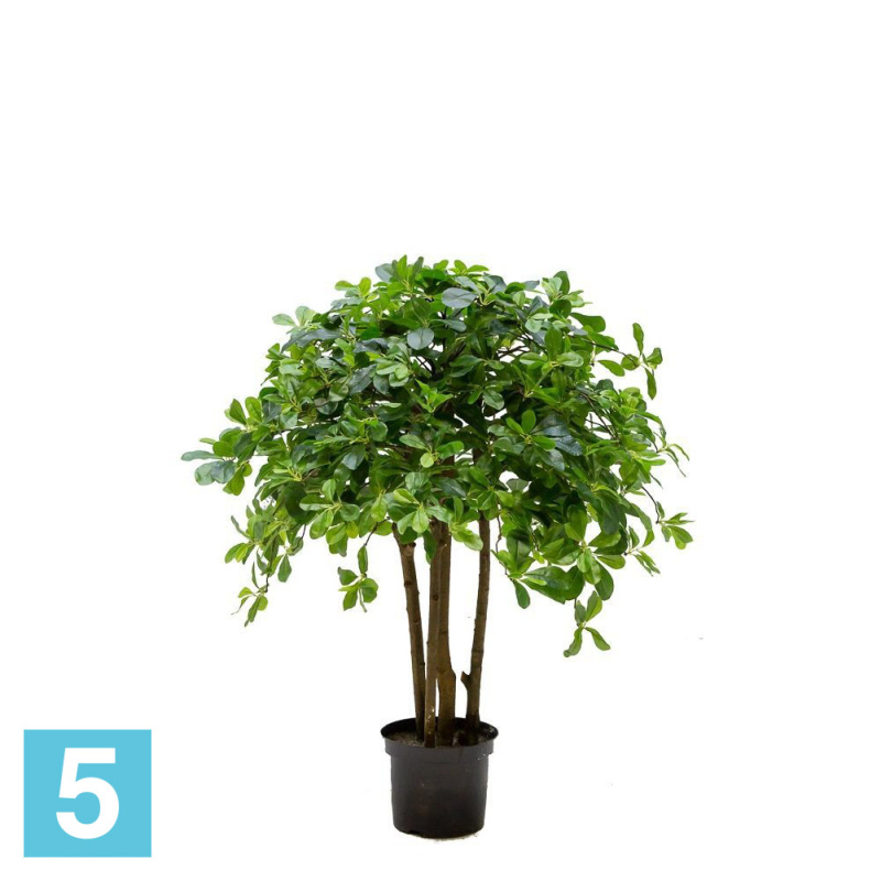 Шеффлера искусственная Alseed, h-90 см., латекс