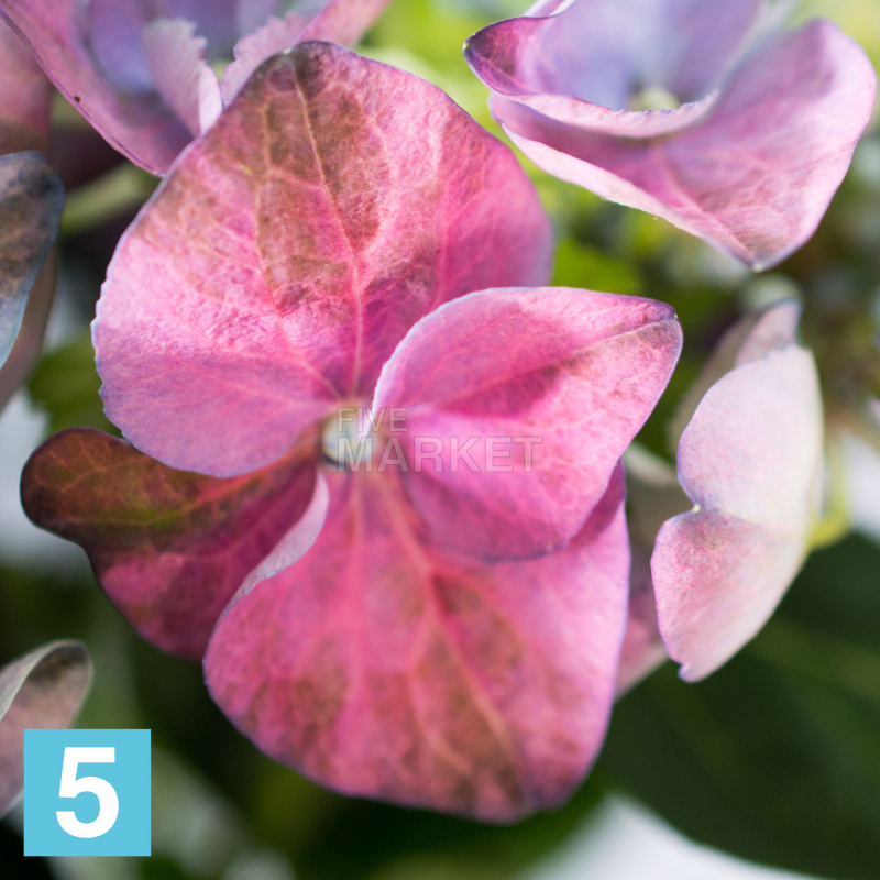 Цветок Гидрангея (гортензия) 29/50