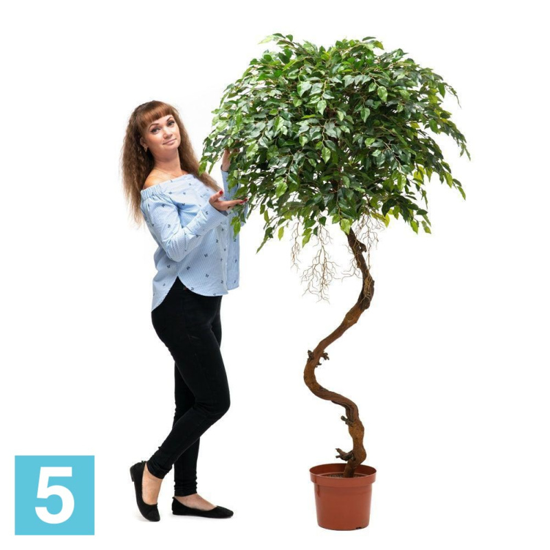 Фикус мелкий искусственный Alseed, h-180 см., латекс